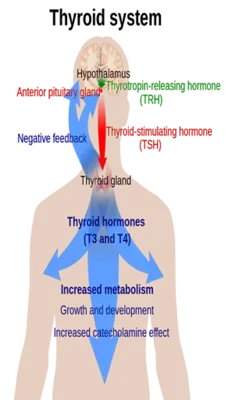 Living With Thyroid Dysfunction Complete Guide android App screenshot 1